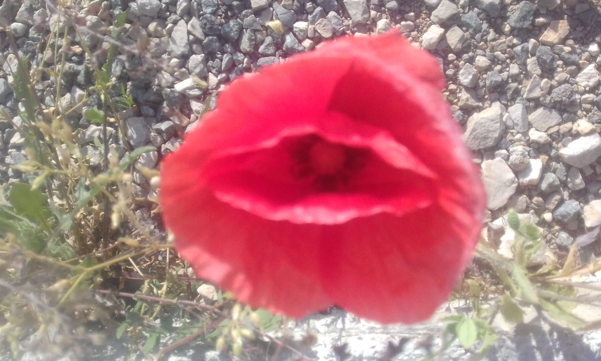 Ženski ljetni pejzaž