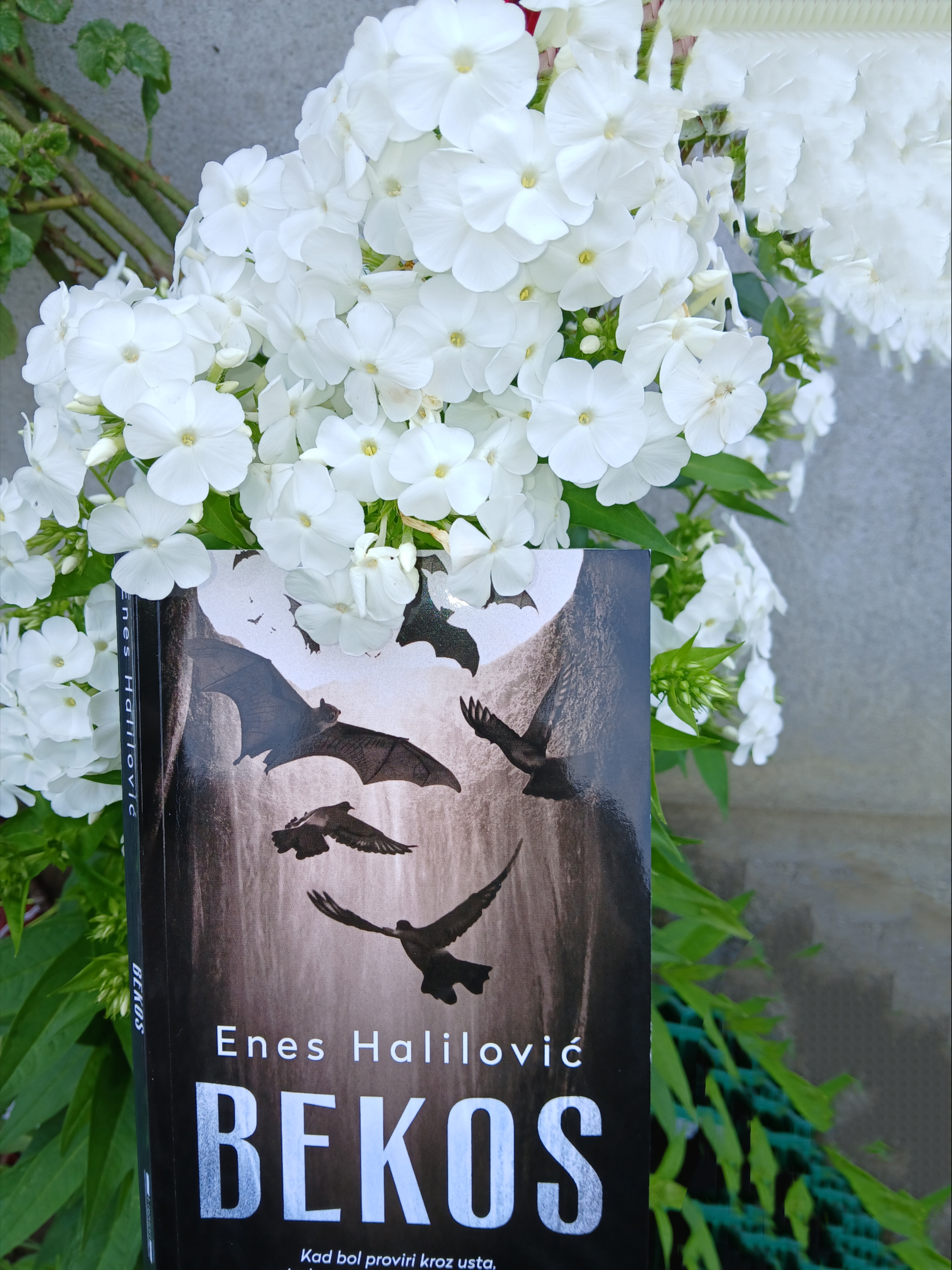 inbound7841955391768762794