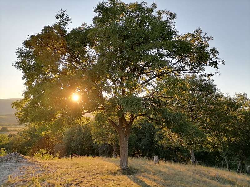 Алтернатива