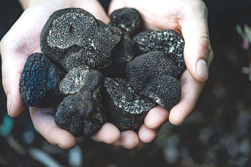 TARTUFI